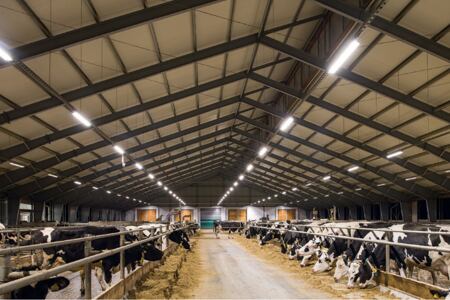 „Pláničkova metoda v praxi“ –  vliv světla na dojivost!