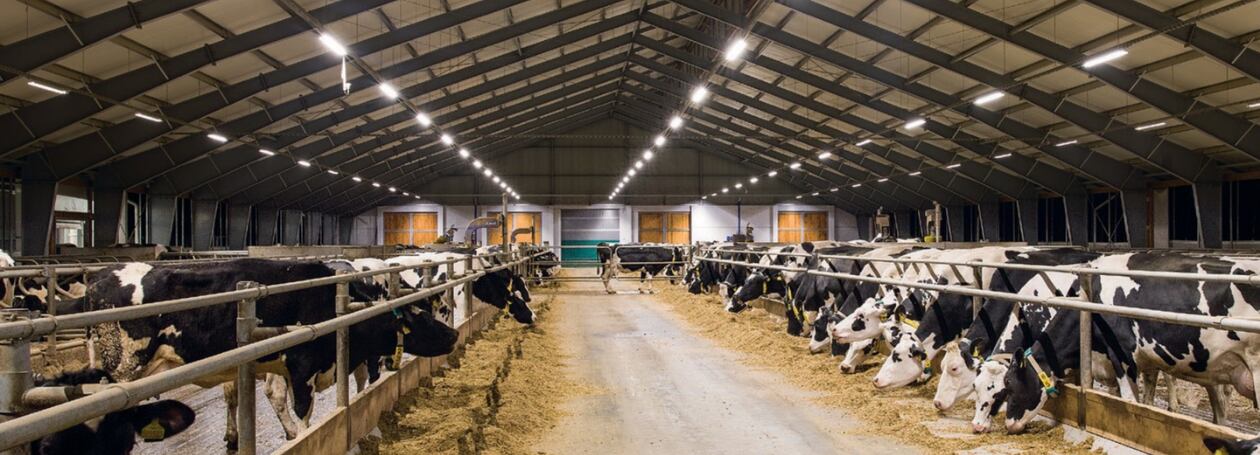 „Pláničkova metoda v praxi“ –  vliv světla na dojivost!